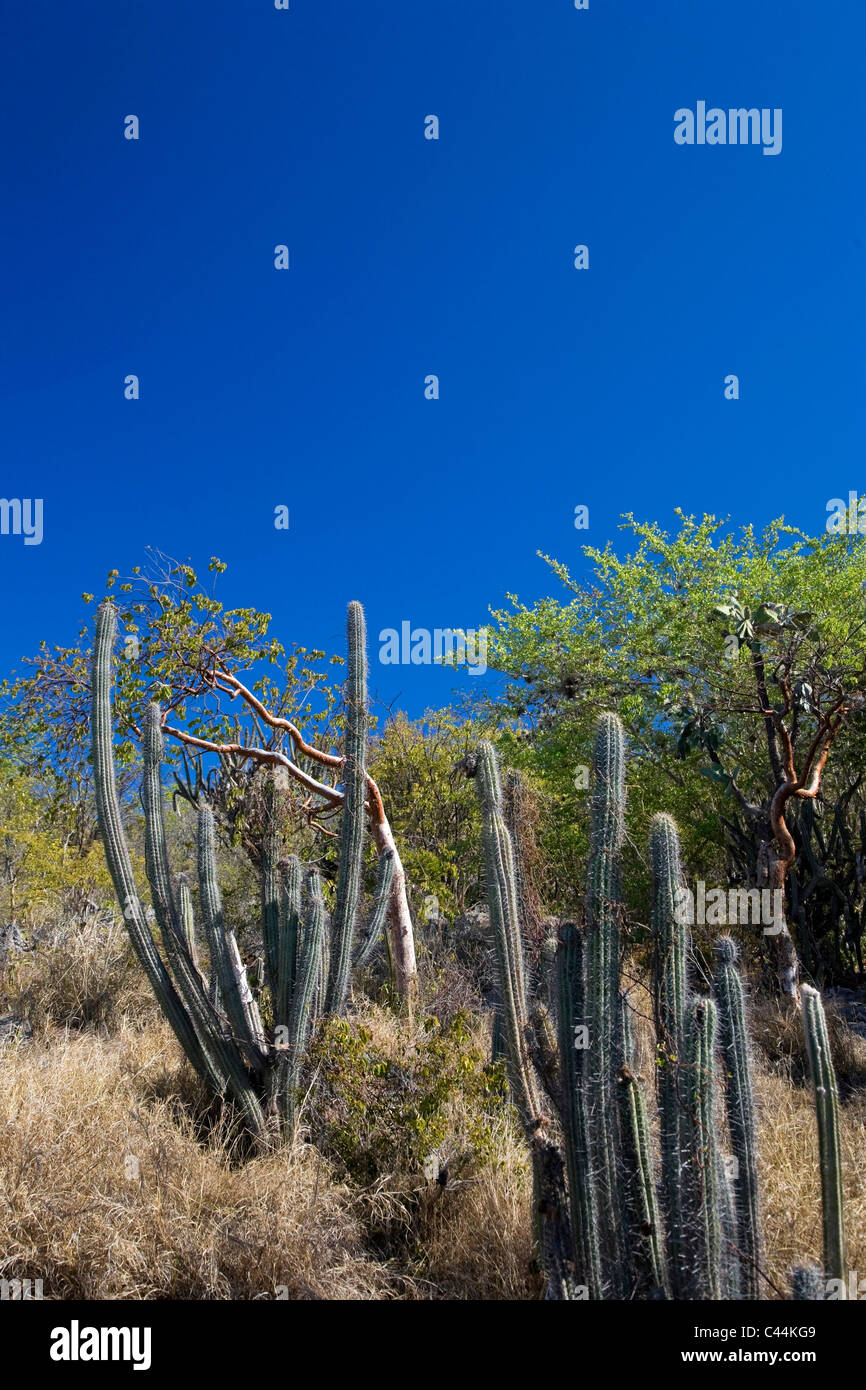 Usa, Caribbean, Puerto Rico, West Coast, Guanica Biosphere Reserve, Subtropical Dry Forest Stock Photo