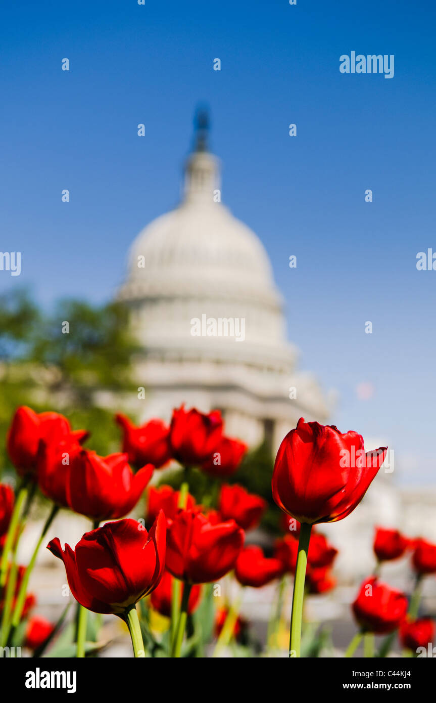 WASHINGTON, DC, United States — A vibrant display of spring tulips blooms in the foreground, creating a colorful contrast to the majestic United States Capitol Building in the background. This picturesque scene captures the beauty of Washington, DC in springtime, with the iconic neoclassical architecture of the Capitol complemented by the carefully landscaped grounds and seasonal floral arrangements. Stock Photo