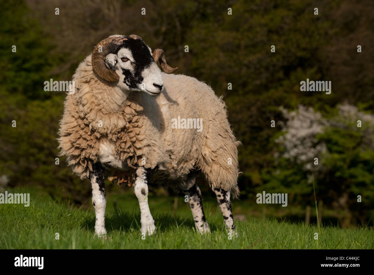 Swaledale rams in pasture. Cumbria, UK Stock Photo - Alamy