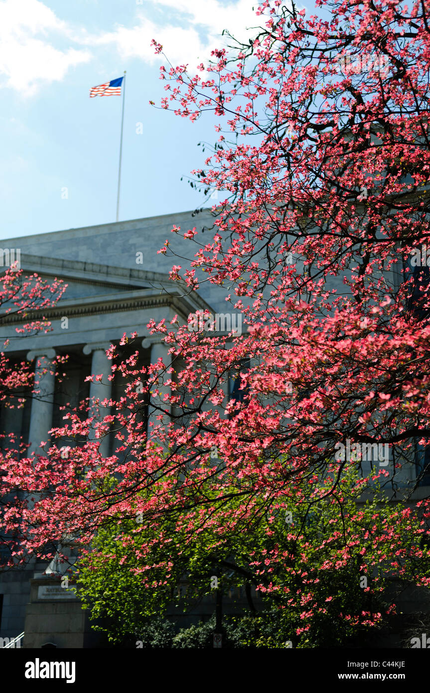WASHINGTON DC, USA A tree with bright pink blooms in spring against