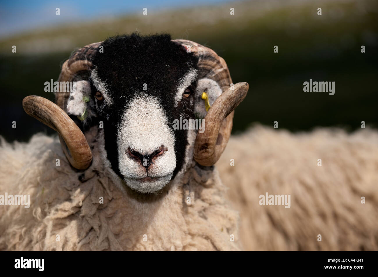 Ram tup male sheep horns hi-res stock photography and images - Alamy