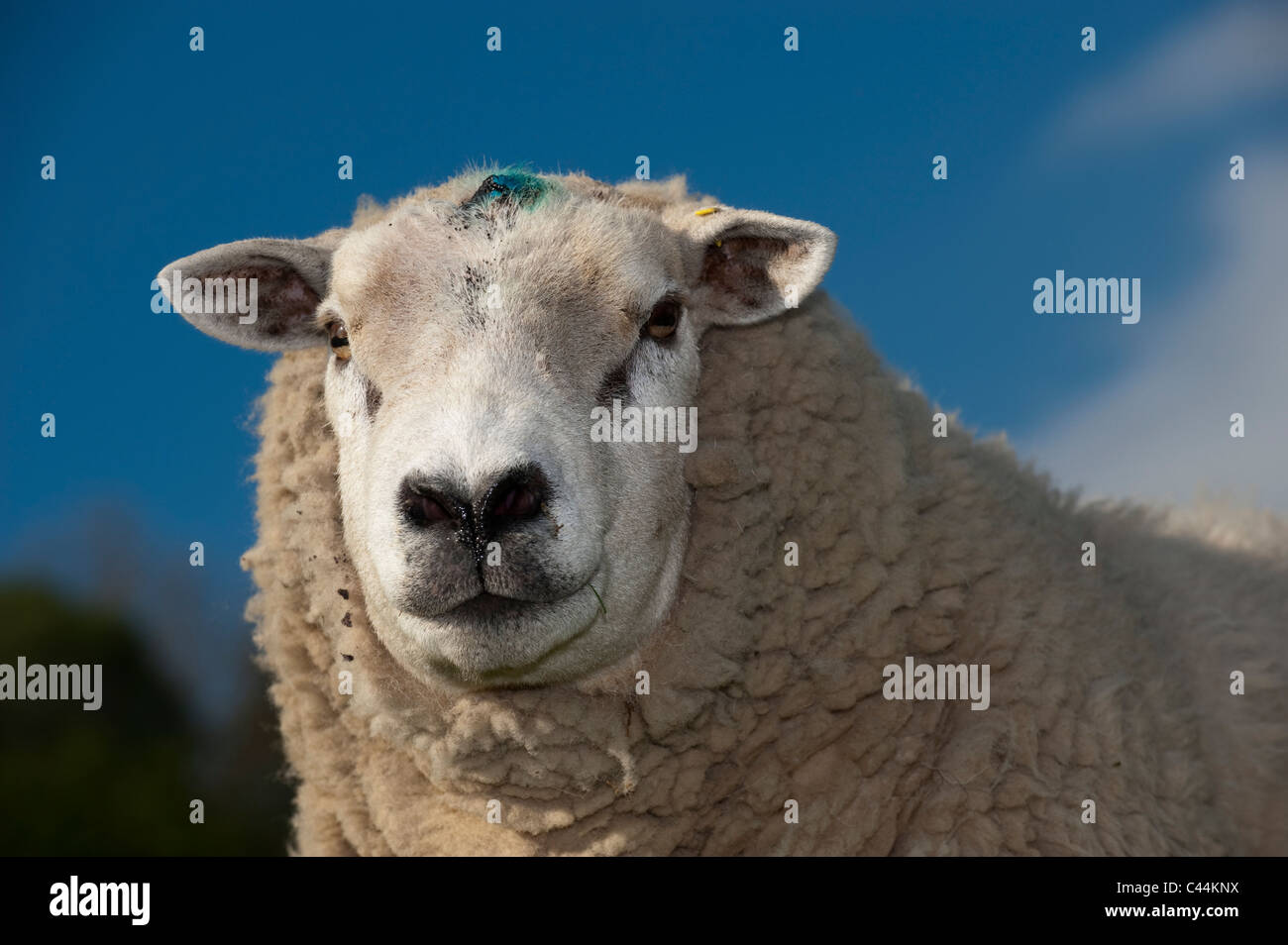 Ram animal not dog not bison not seal hi-res stock photography and images -  Page 2 - Alamy