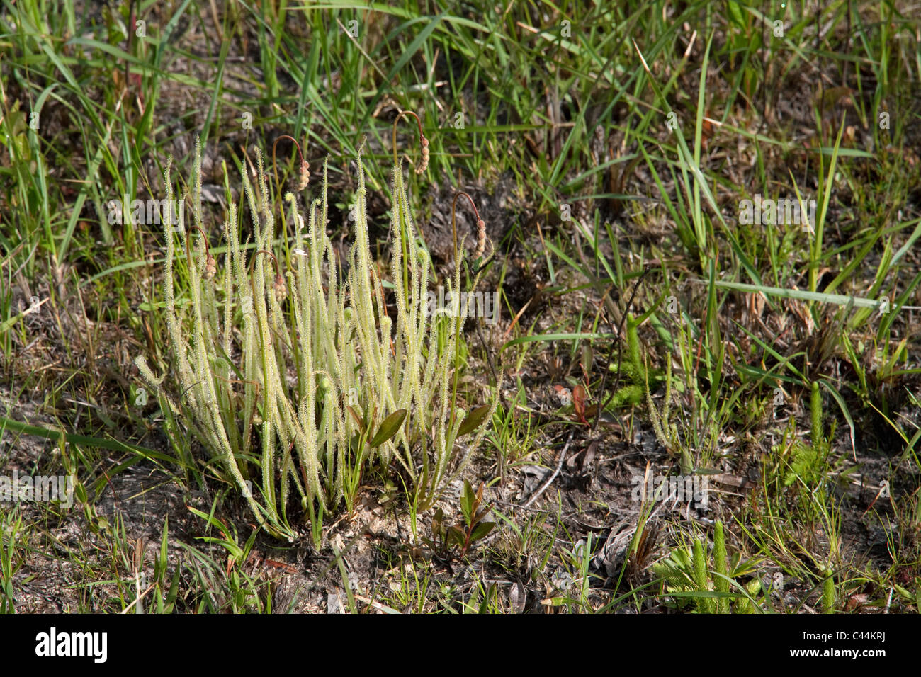 Carnivorous Thread-leaved Sundews Drosera tracyi or filiformis Florida USA Stock Photo