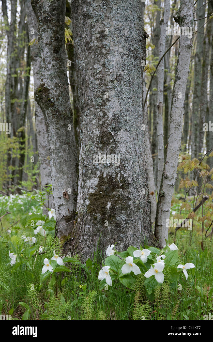 Large White-flowered Trillium grandiflorum Eastern United States Stock Photo