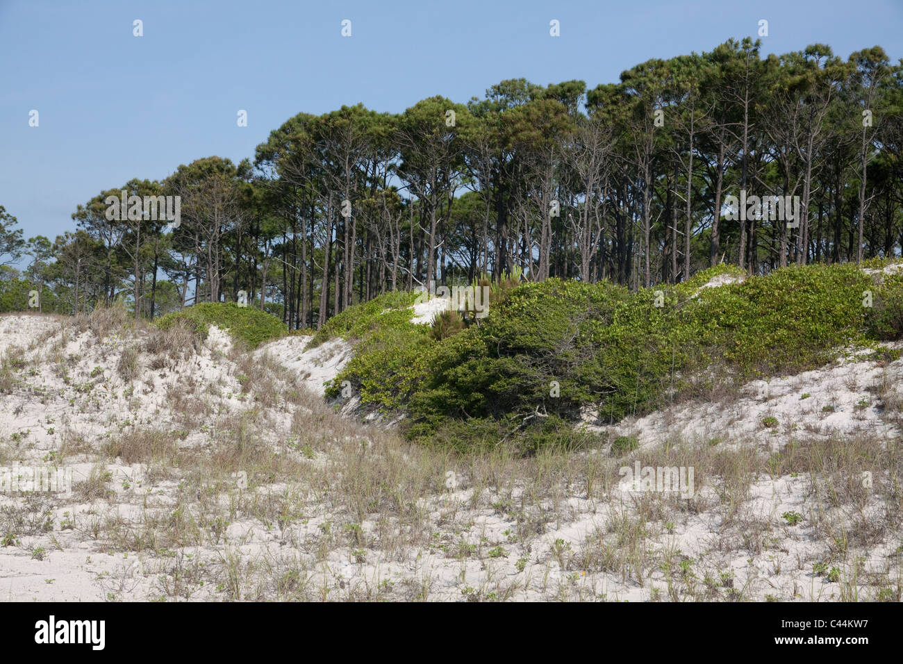 Sand dunes and Maritime forest St George Island State Park Gulf of Mexico Florida USA Stock Photo