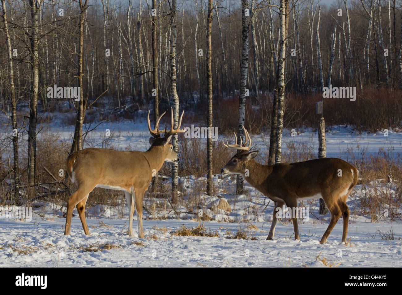 Whitetailed bucks in winter Stock Photo Alamy