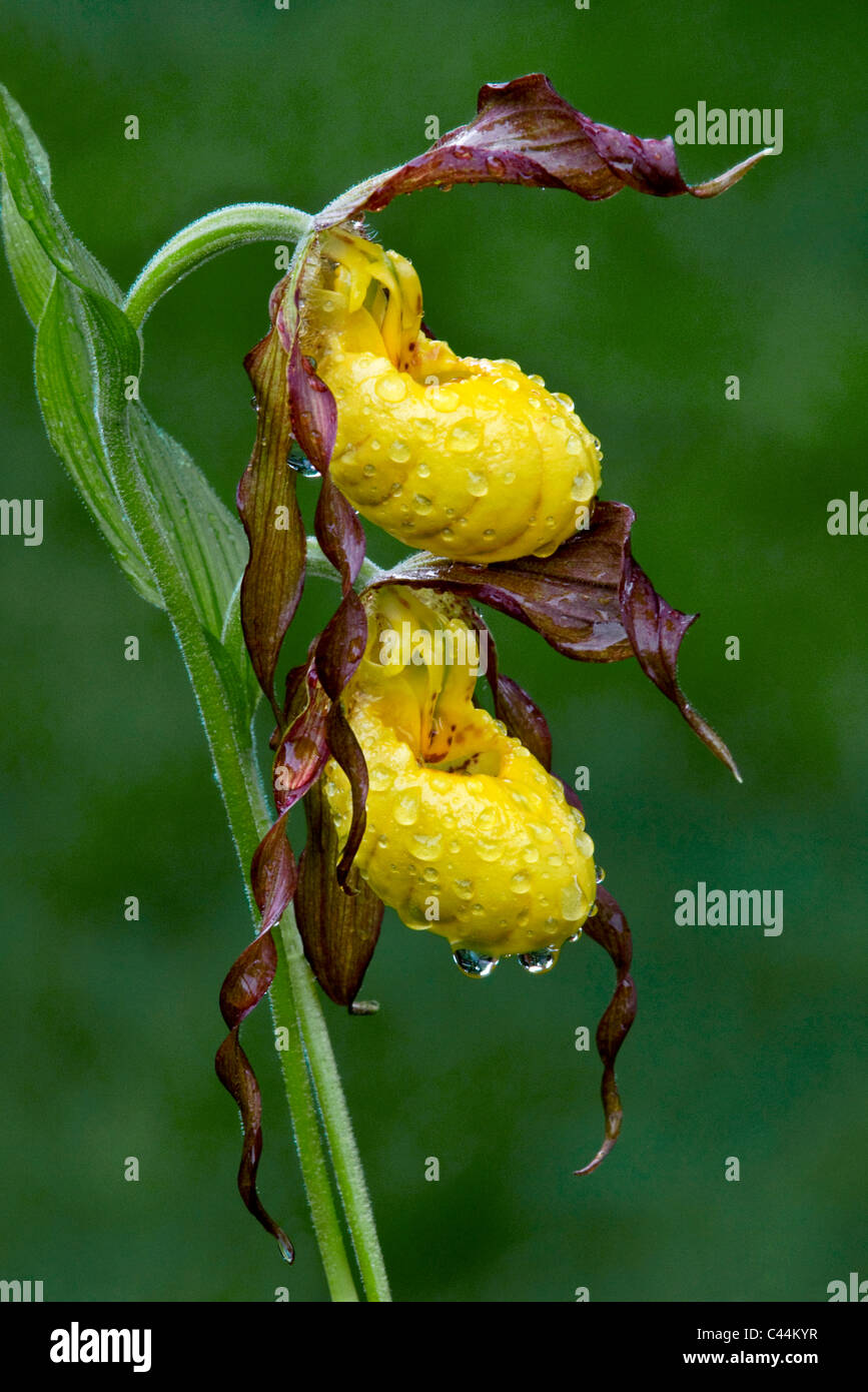 Yellow Lady's Slipper Orchid Cypripedium calceolus variety pubescens Michigan USA Stock Photo