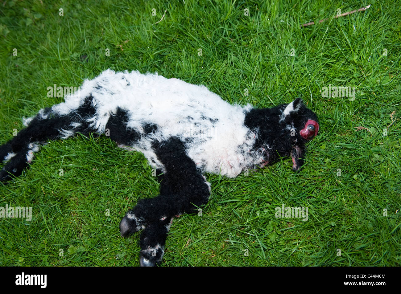 Lamb with deformed head. Was born alive Stock Photo Alamy