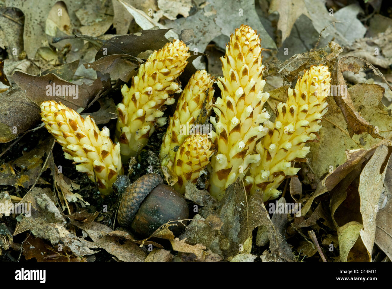 Squawroot or American cancer-root or Bear Corn Conopholis americana in bloom Michigan USA Stock Photo