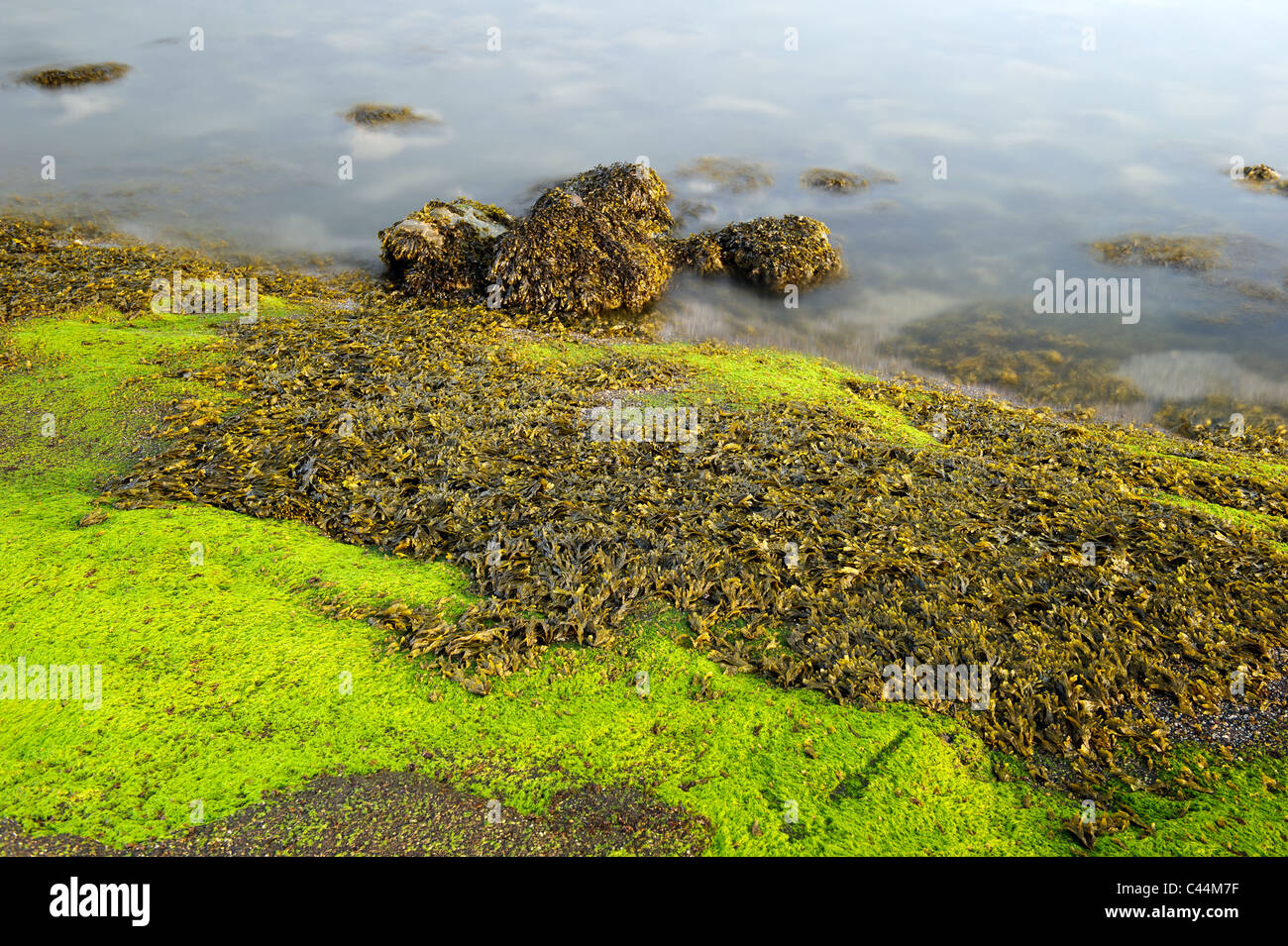 Alge Plus Rocks Algae on the rocks hi-res stock photography and images - Alamy