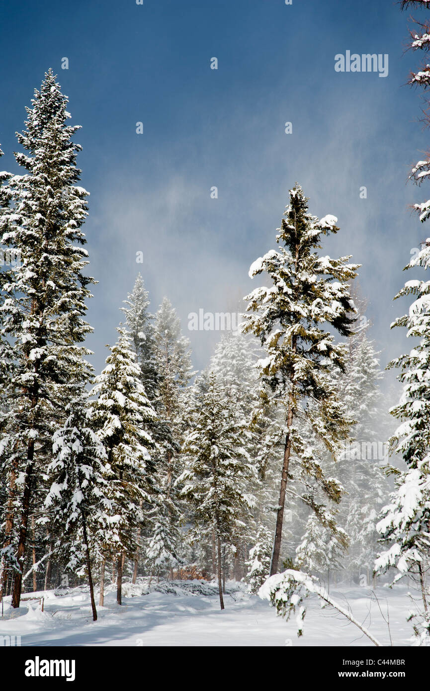 Trees covered with winter snow in Seeley Lake, Montana Stock Photo Alamy
