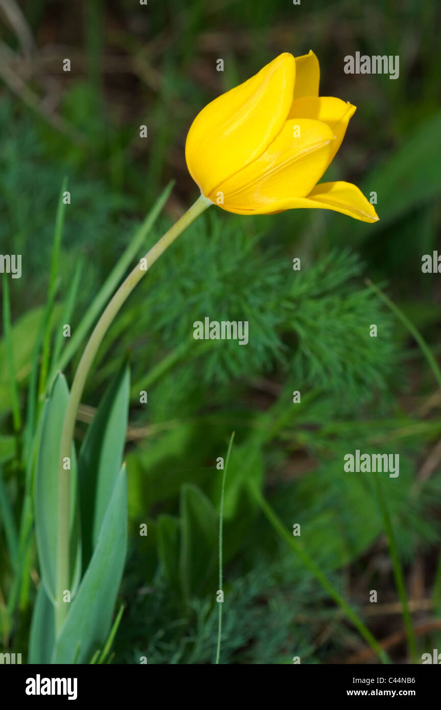 Tulipa Schrenkii High Resolution Stock Photography and Images - Alamy