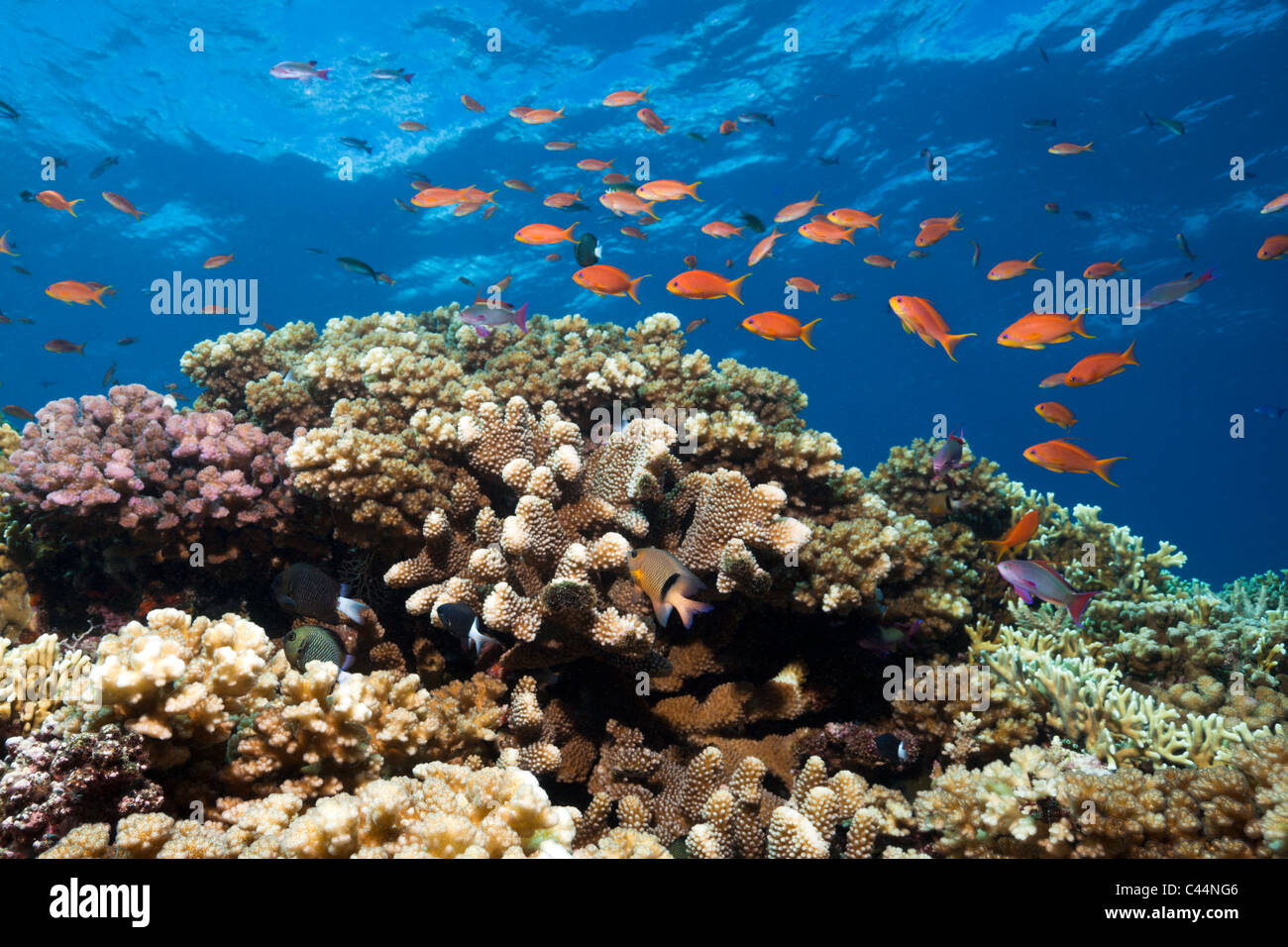 Colorful Coral Reef, Beqa Lagoon, Viti Levu, Fiji Stock Photo