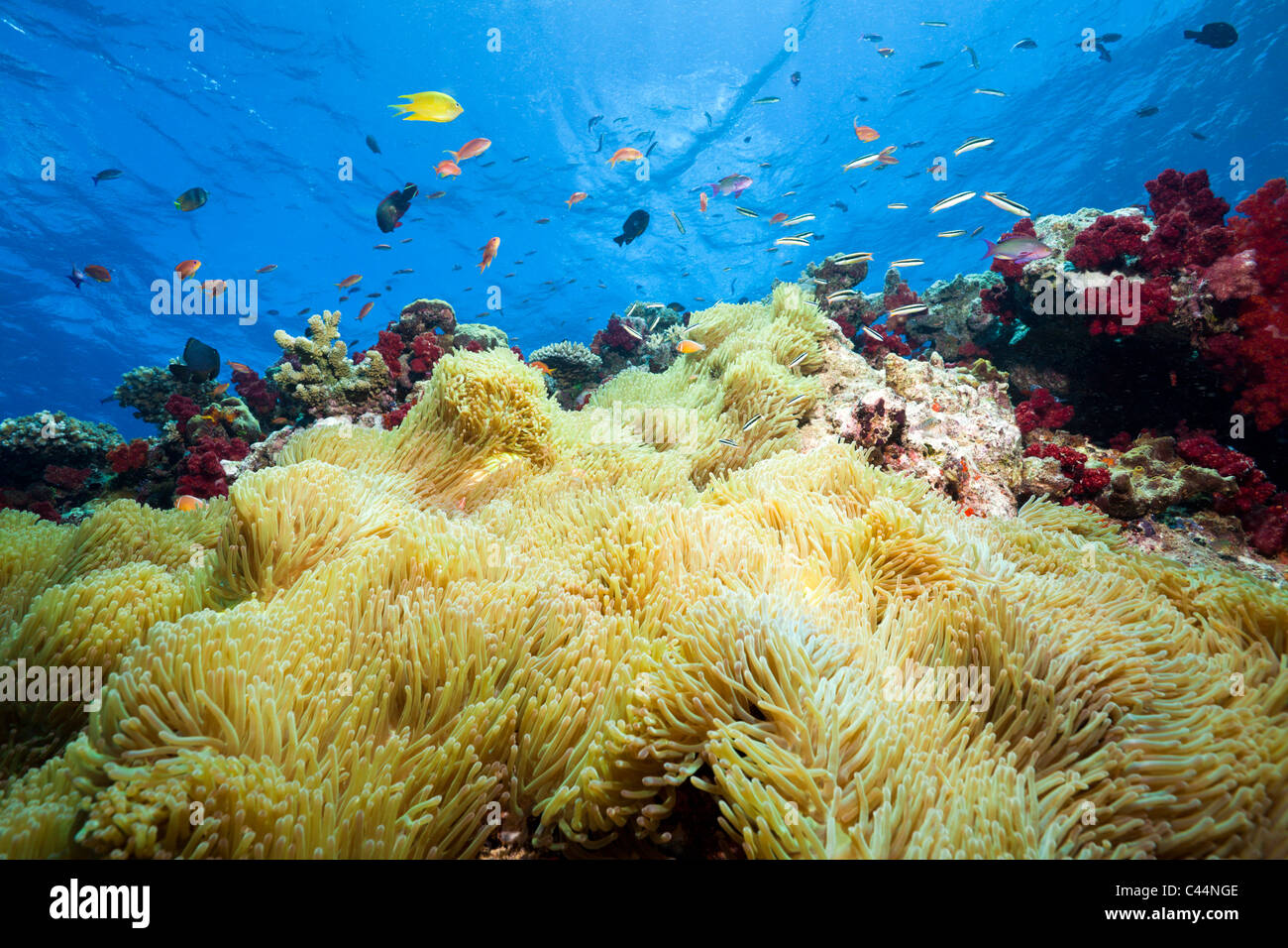 Magnificent Sea Anemones in Coral Reef, Heteractis magnifica, Beqa Lagoon, Viti Levu, Fiji Stock Photo