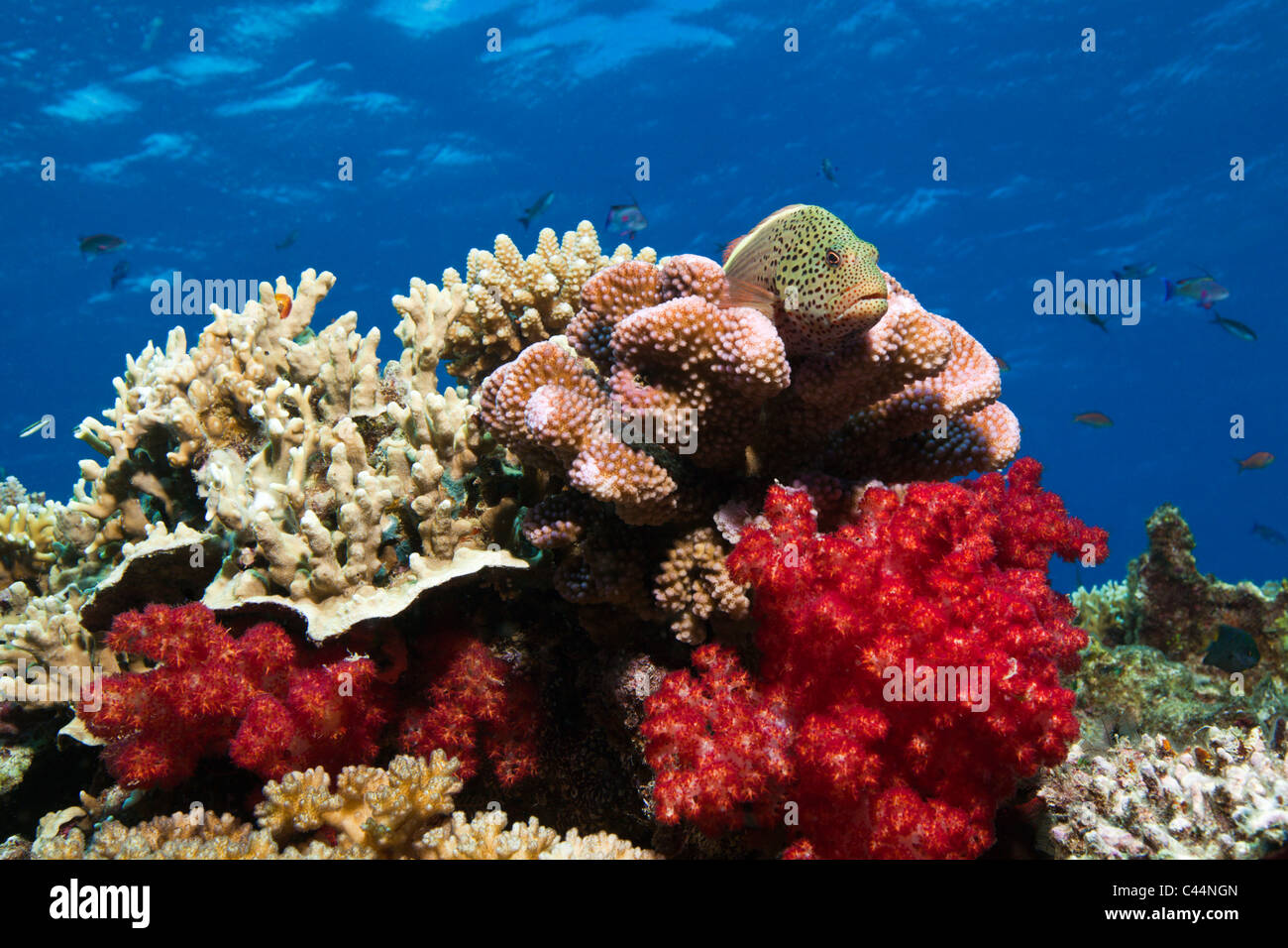 Blackside Hawkfish in Coral Reef, Paracirrhites forsteri, Beqa Lagoon, Viti Levu, Fiji Stock Photo