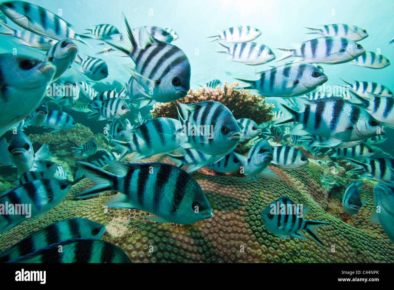 Shoal of Scissor-tail Sergeant, Abudefduf sexfasciatus, Beqa Lagoon, Viti Levu, Fiji Stock Photo