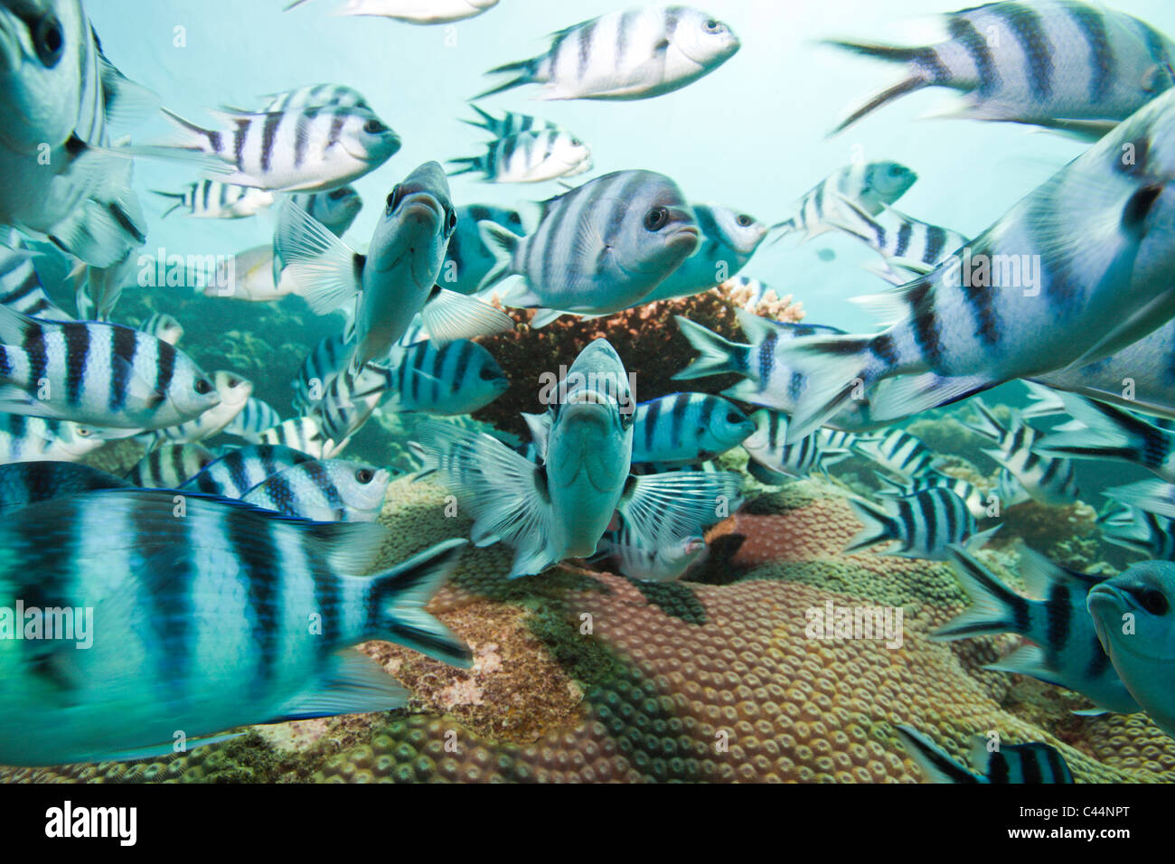 Shoal of Scissor-tail Sergeant, Abudefduf sexfasciatus, Beqa Lagoon, Viti Levu, Fiji Stock Photo