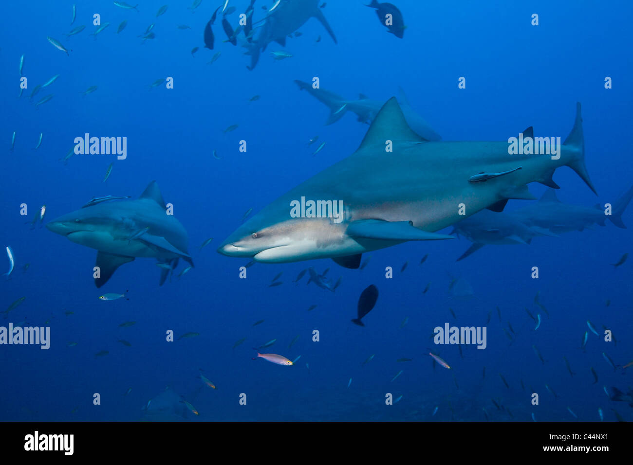 Group of Bull Sharks, Carcharhinus leucas, Beqa Lagoon, Viti Levu, Fiji ...