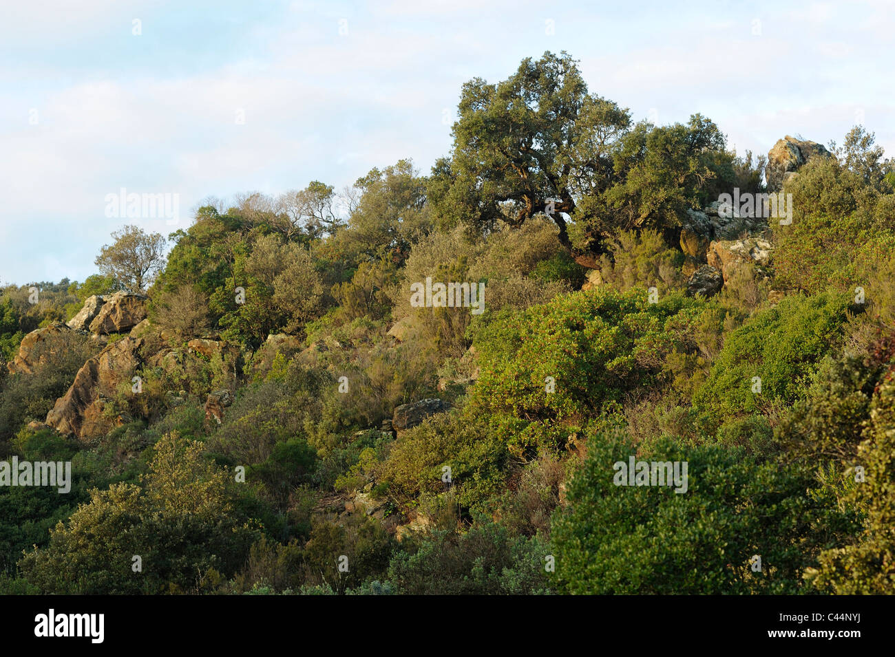 Cork oak forest, macchie, shrubland, mountains Massif des Maures, at the Col de Babaou, near Collobrières, Dept. Var, Provence, Stock Photo