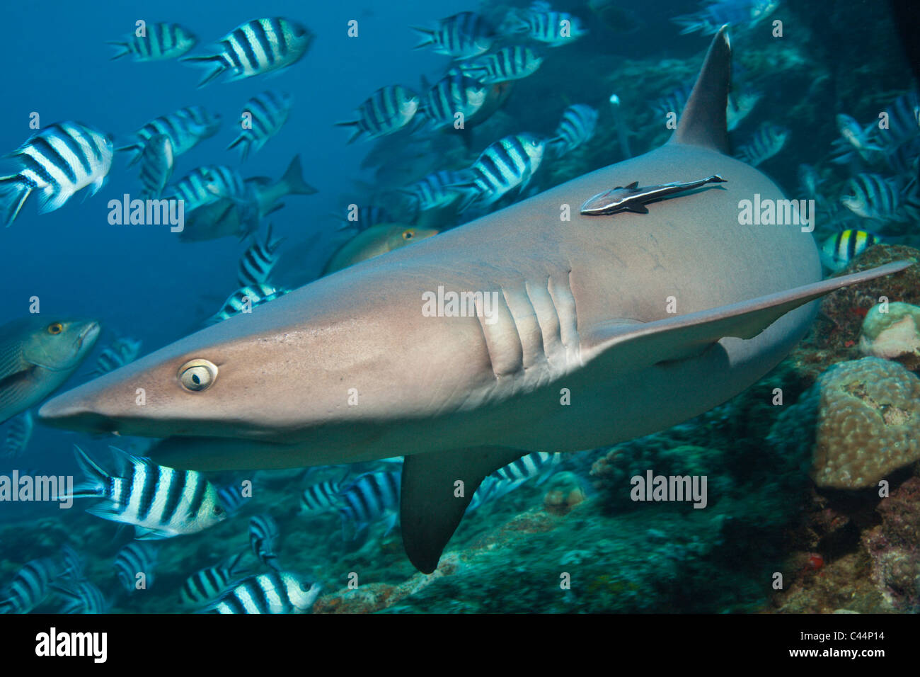 Whitetip Reef Shark, Triaenodon obesus, Beqa Lagoon, Viti Levu, Fiji Stock Photo