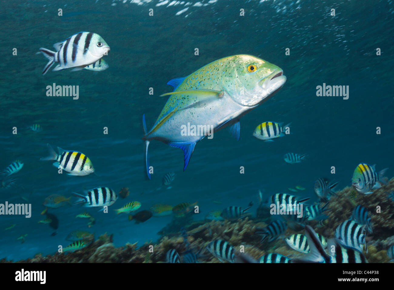 Bluefin Trevally, Caranx melampygus, Beqa Lagoon, Viti Levu, Fiji Stock Photo