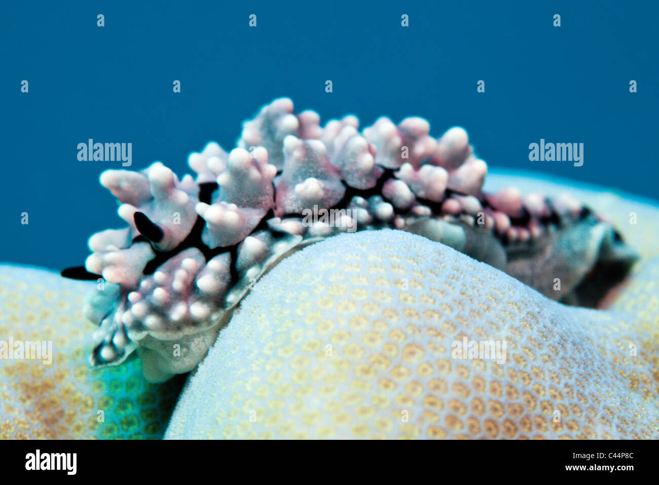 Dwarty Sea Slug on Coral, Phyllidiopsis krempfi, Beqa Lagoon, Viti Levu, Fiji Stock Photo