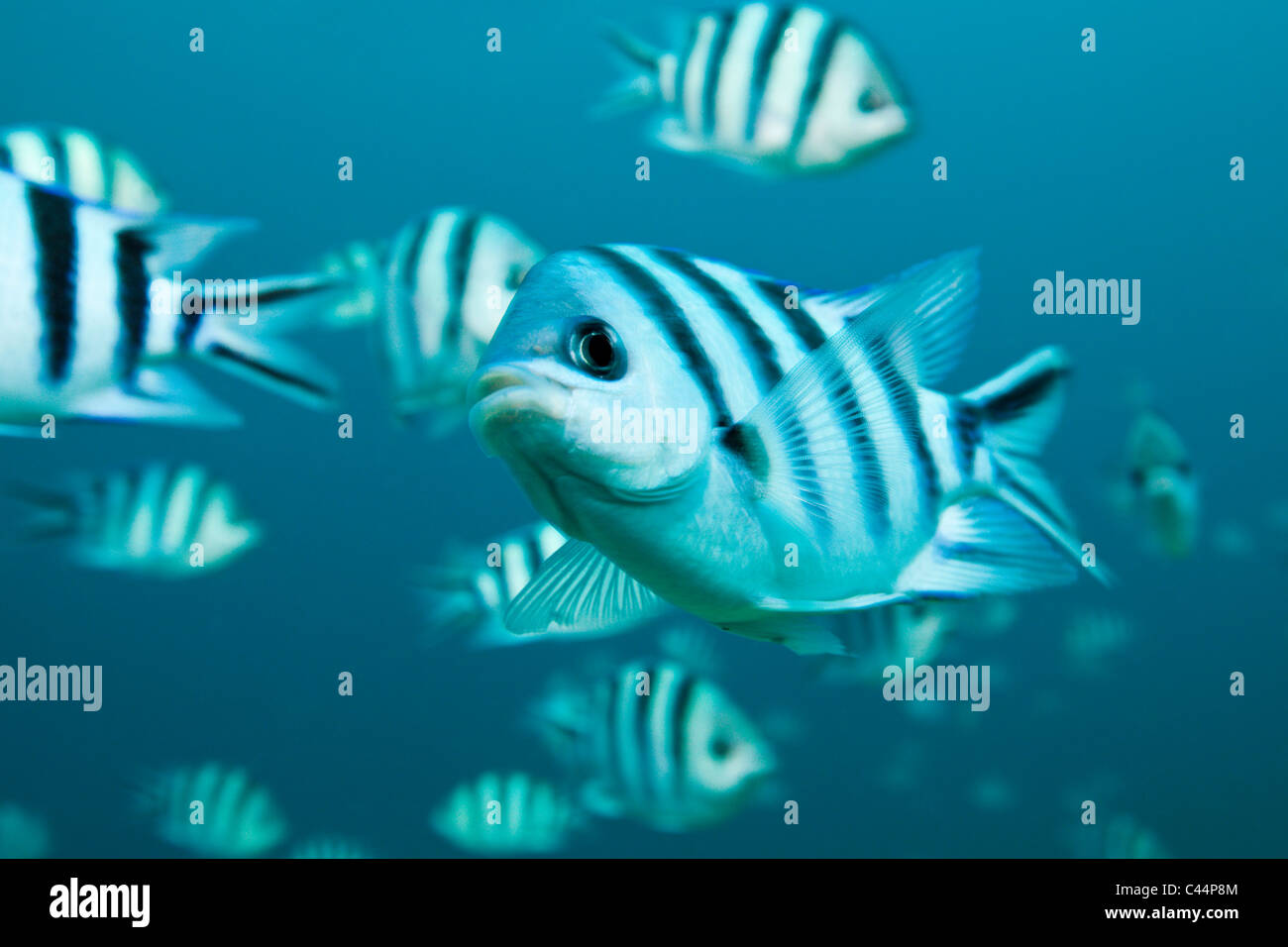 Scissor-tail Sergeant, Abudefduf sexfasciatus, Beqa Lagoon, Viti Levu, Fiji Stock Photo