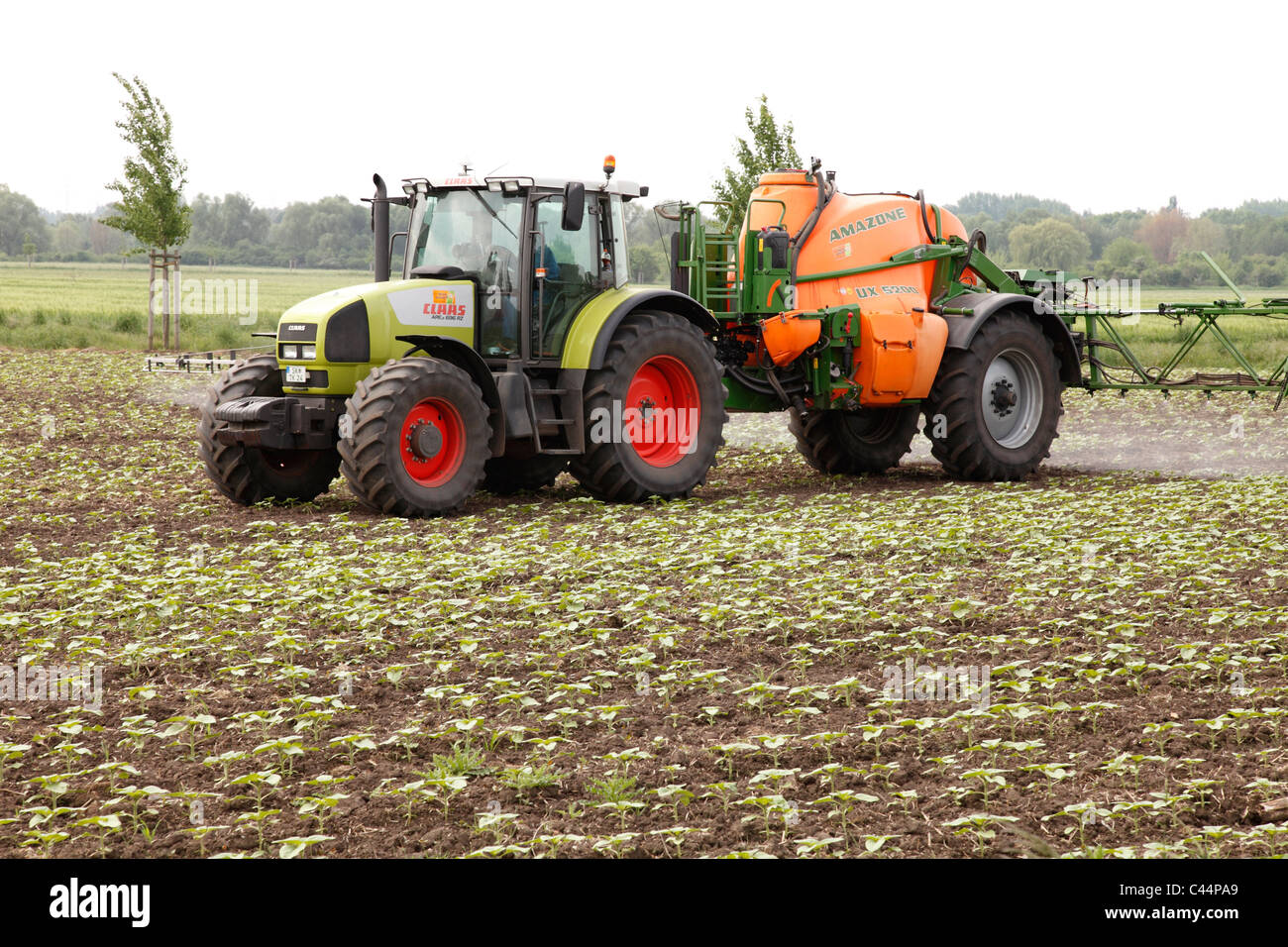 spraying herbicide in a sunflower field Stock Photo Alamy