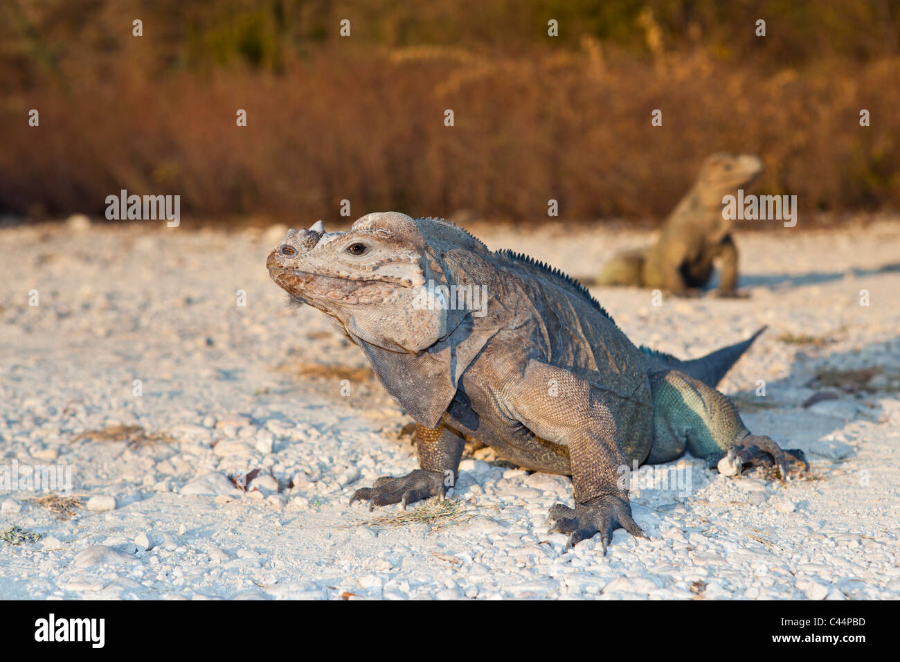 Rhinoceros Iguana, Cyclura cornuta, Isla Cabritos National Park, Lago