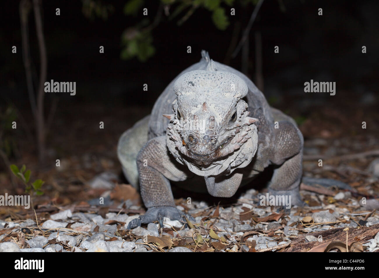 Rhinoceros Iguana, Cyclura cornuta, Isla Cabritos National Park, Lago Enriquillo, Dominican Republic Stock Photo