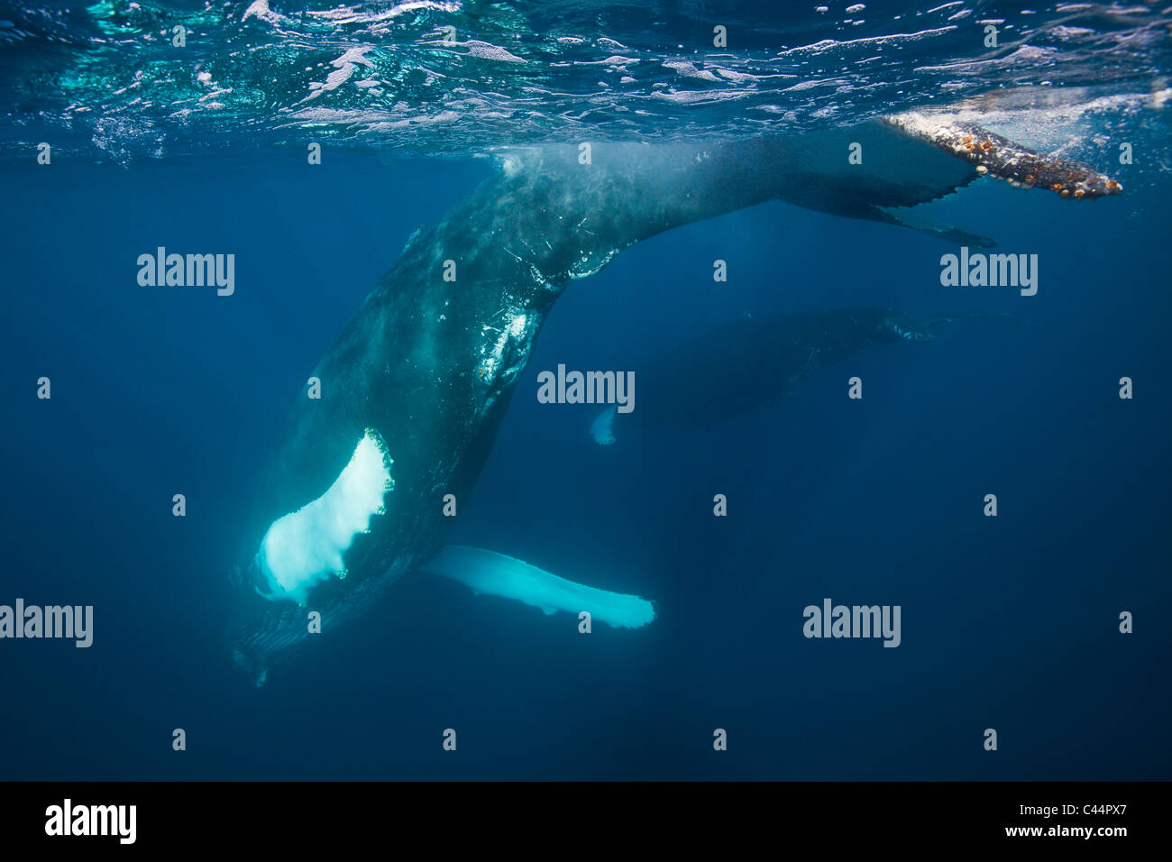 Pair of Humpback Whales, Megaptera novaeangliae, Bay of Samana, Dominican Republic Stock Photo