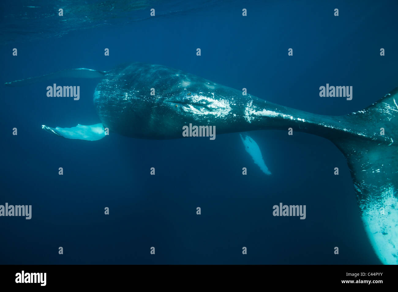 Humpback Whale, Megaptera novaeangliae, Bay of Samana, Dominican Republic Stock Photo