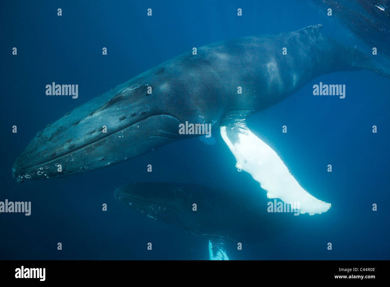 Pair of Humpback Whales, Megaptera novaeangliae, Bay of Samana, Dominican Republic Stock Photo