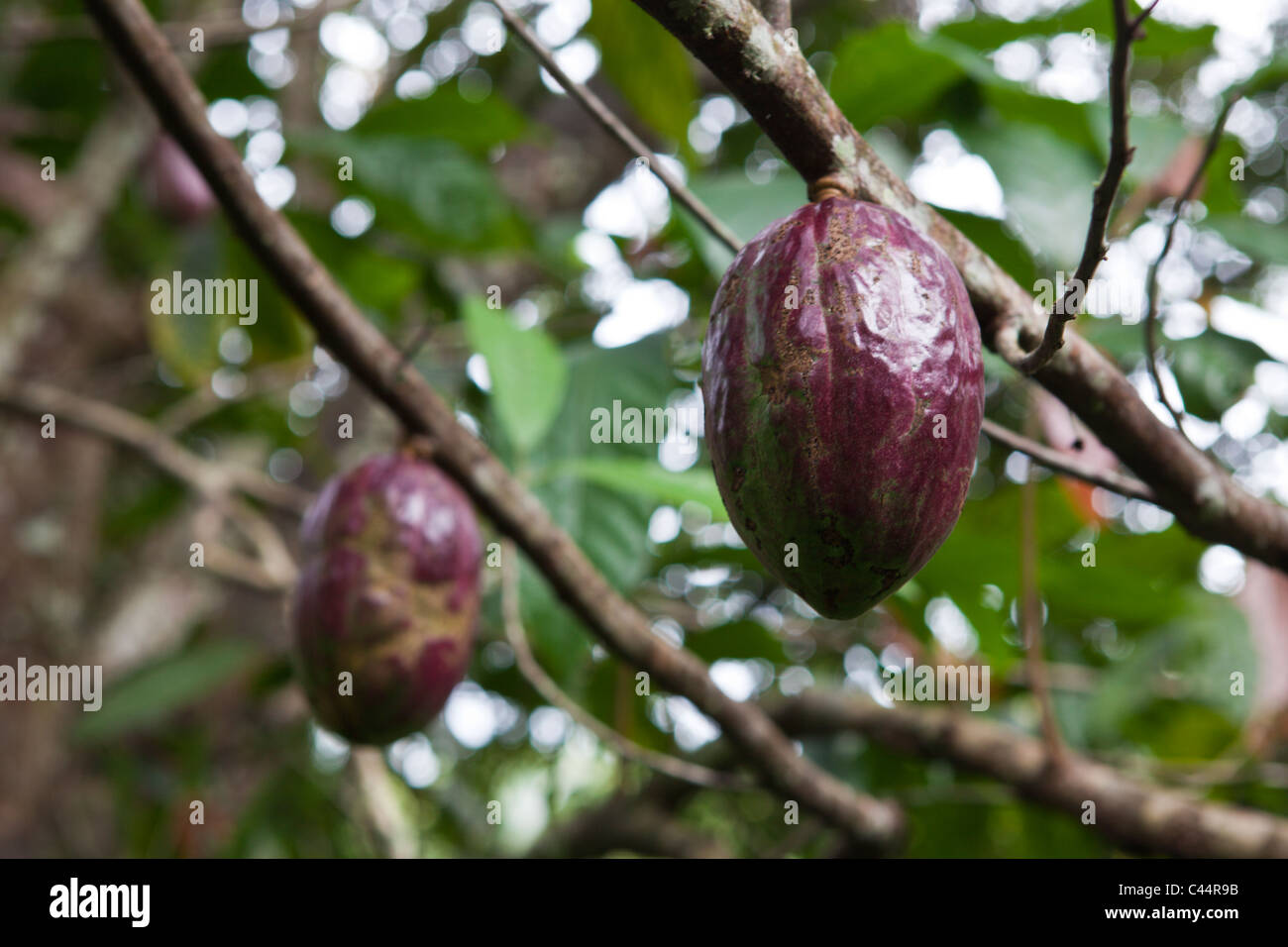 Fruit of Cacao Tree, Theobroma cacao, Los Haitises National Park, Dominican Republic Stock Photo