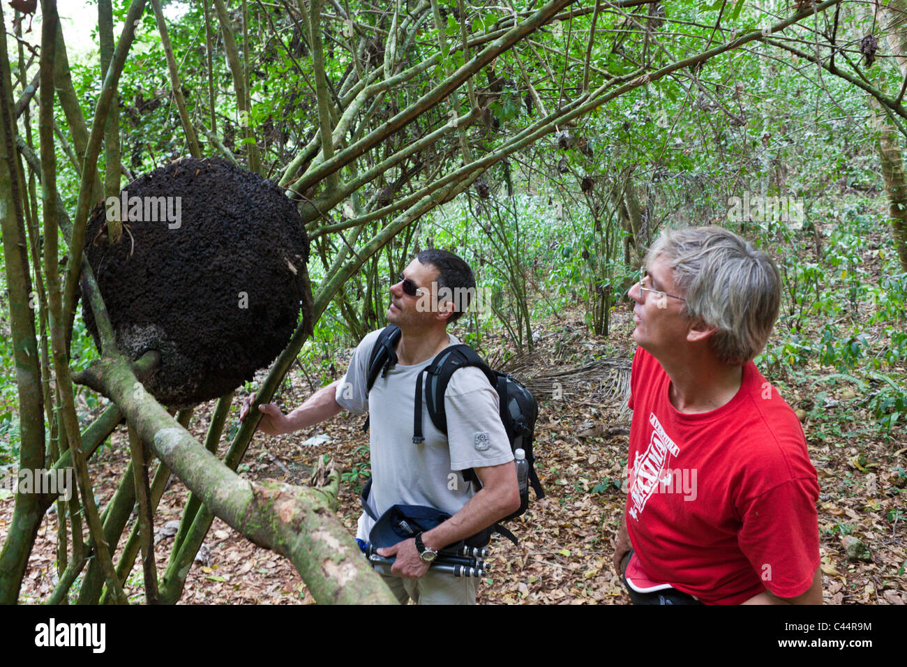 Termite Nest in Los Haitises National Park, Los Haitises National Park, Dominican Republic Stock Photo