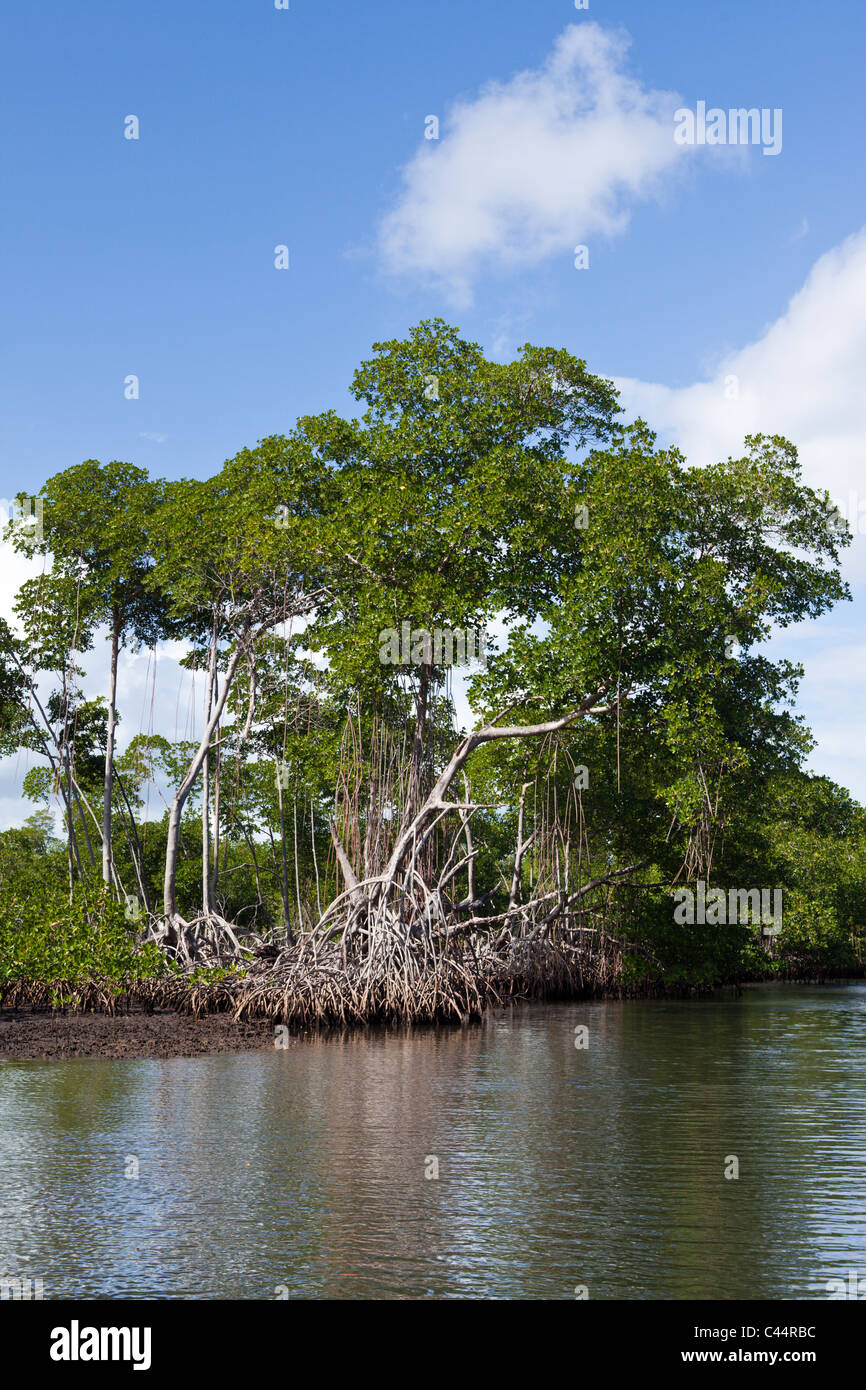 Mangroves, Rhizophora, Los Haitises National Park, Dominican Republic Stock Photo