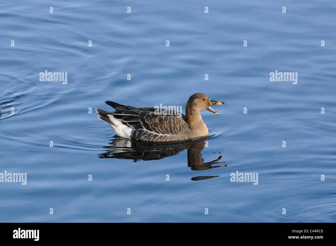 Bean goose, goose, wild goose, Anser fabialis, Anatidae, near Arbon, Lake of constance, Canton