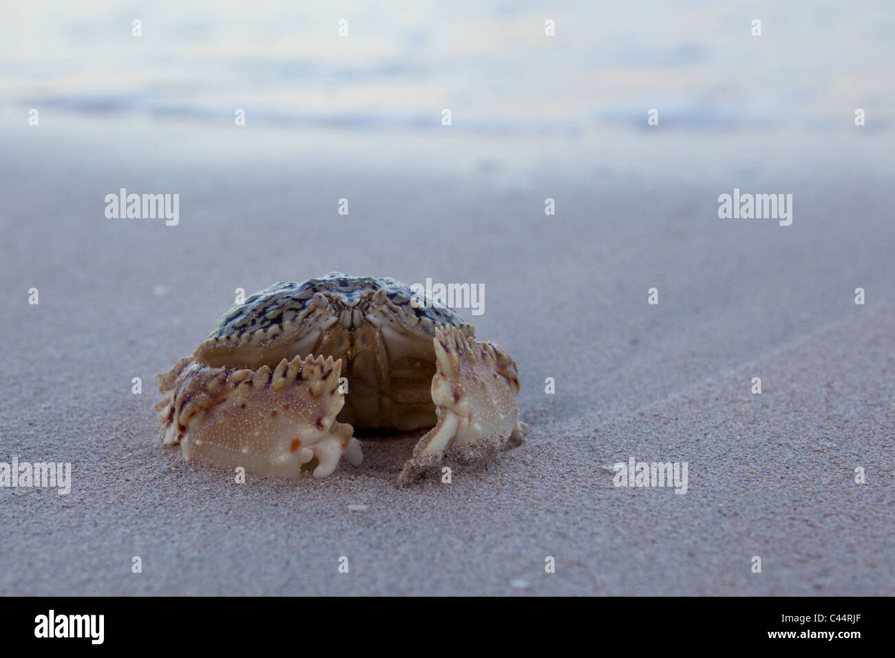 Box Crab on Beach, Calappa sp., Punta Rucia, Dominican Republic Stock Photo