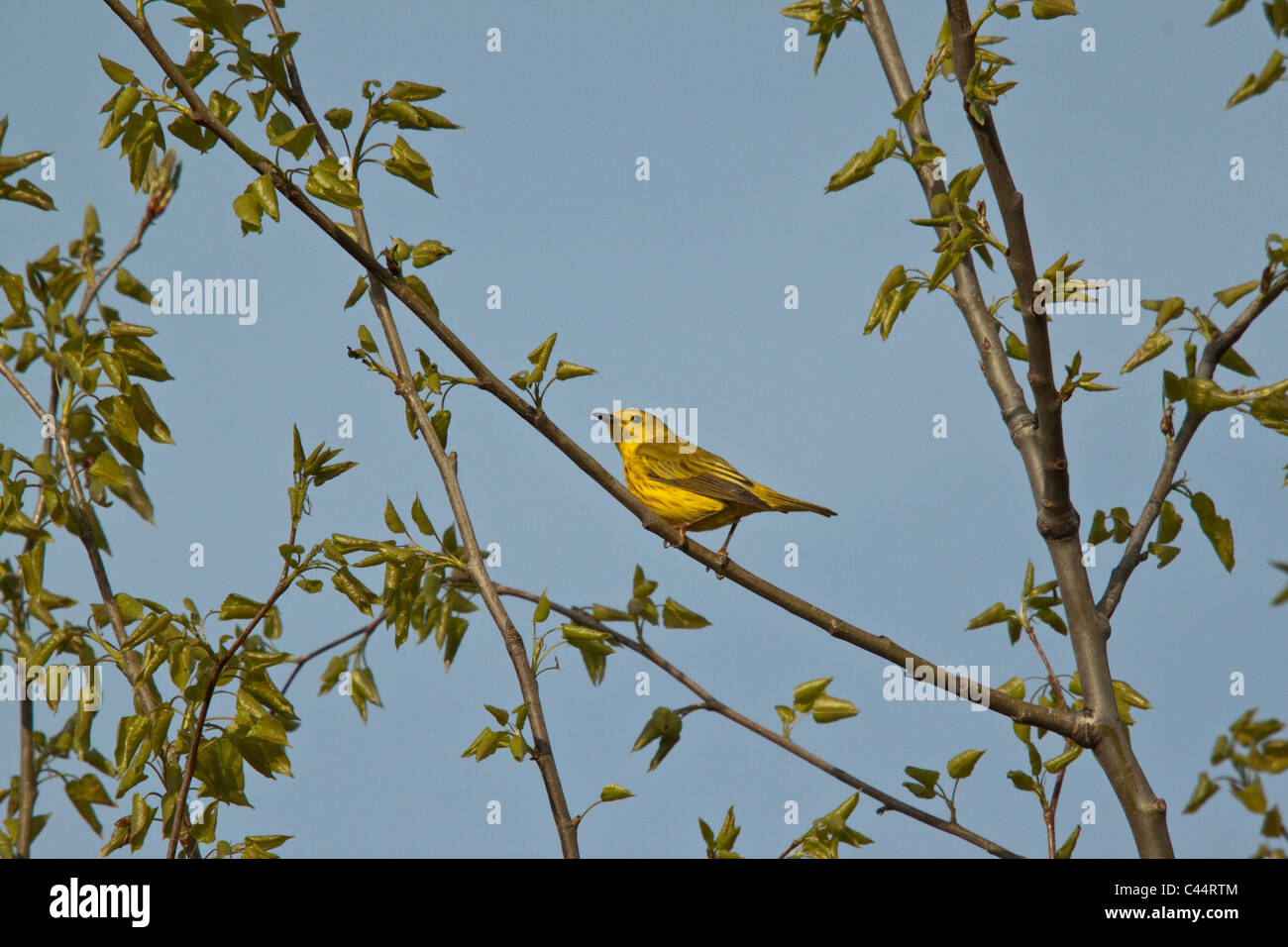 Yellow warbler building nest hires stock photography and images Alamy
