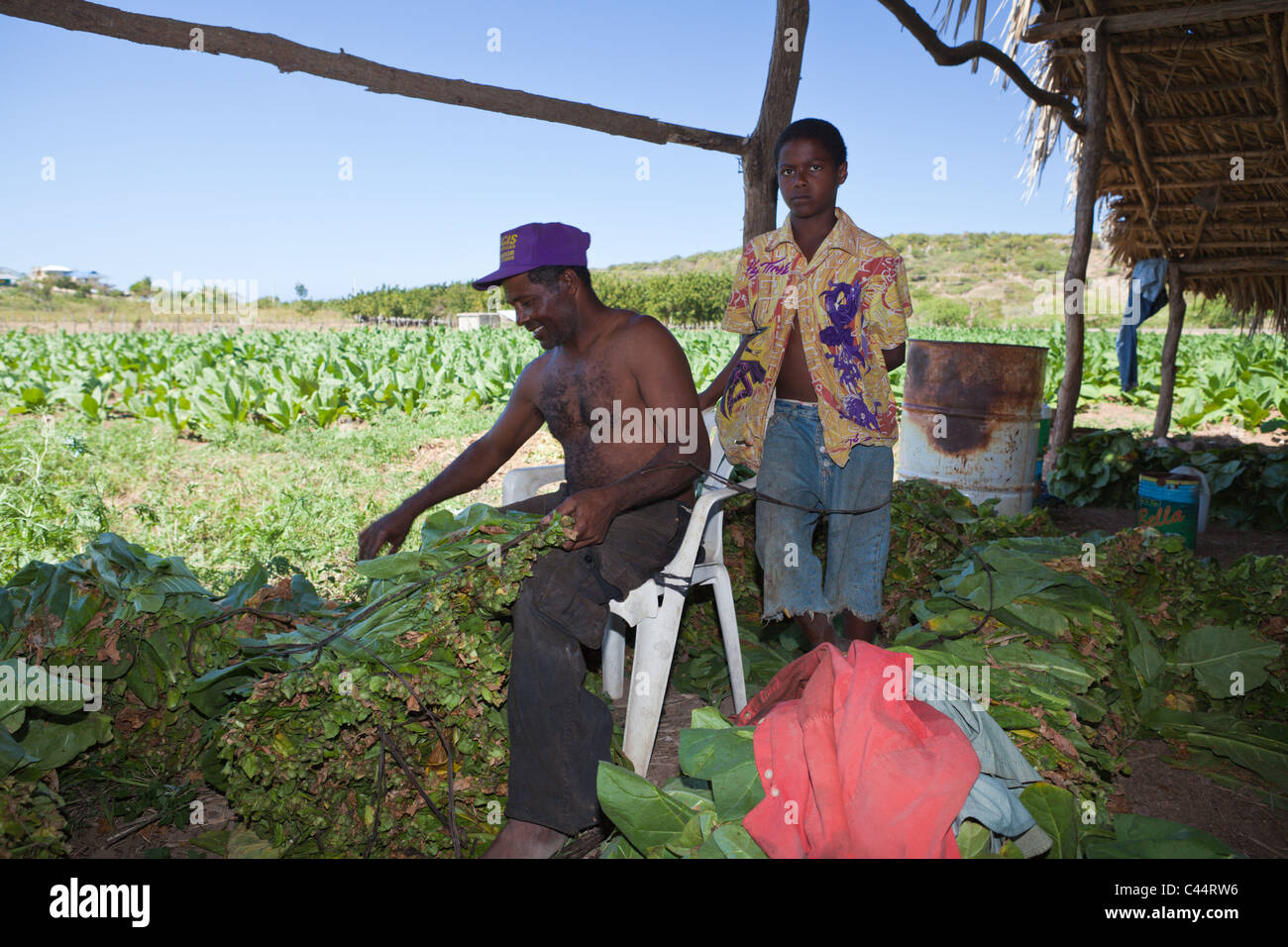 Workers of small Tabacco Plantation, Punta Rucia, Dominican Republic Stock Photo