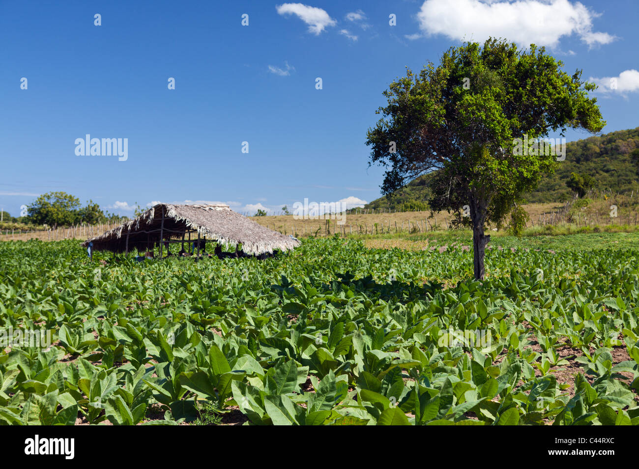 Tabacco Plantation in the Outback, Punta Rucia, Dominican Republic Stock Photo