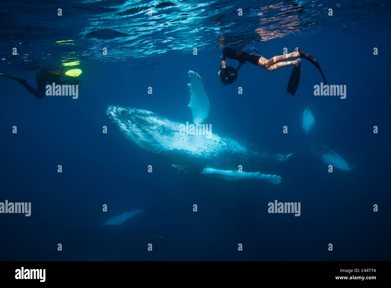 Humpback Whale and Snorkeler, Megaptera novaeangliae, Silver Bank, Atlantic Ocean, Dominican Republic Stock Photo
