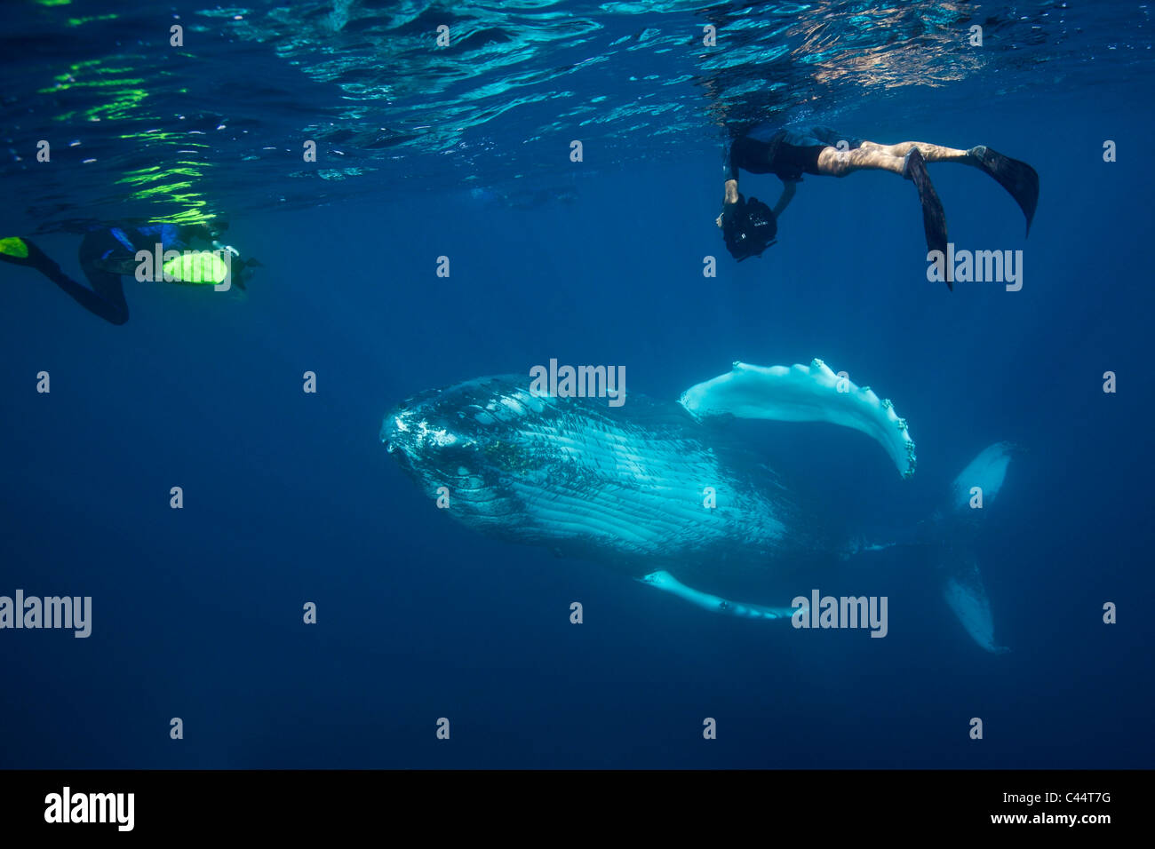 Humpback Whale and Snorkeler, Megaptera novaeangliae, Silver Bank, Atlantic Ocean, Dominican Republic Stock Photo