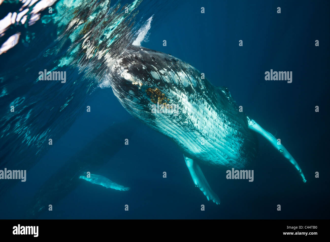 Humpback Whale, Megaptera novaeangliae, Silver Bank, Atlantic Ocean ...