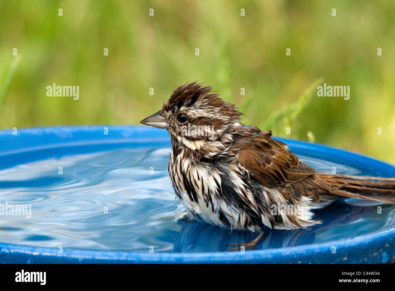 Song Sparrow In A Bird Bath Stock Photo Alamy