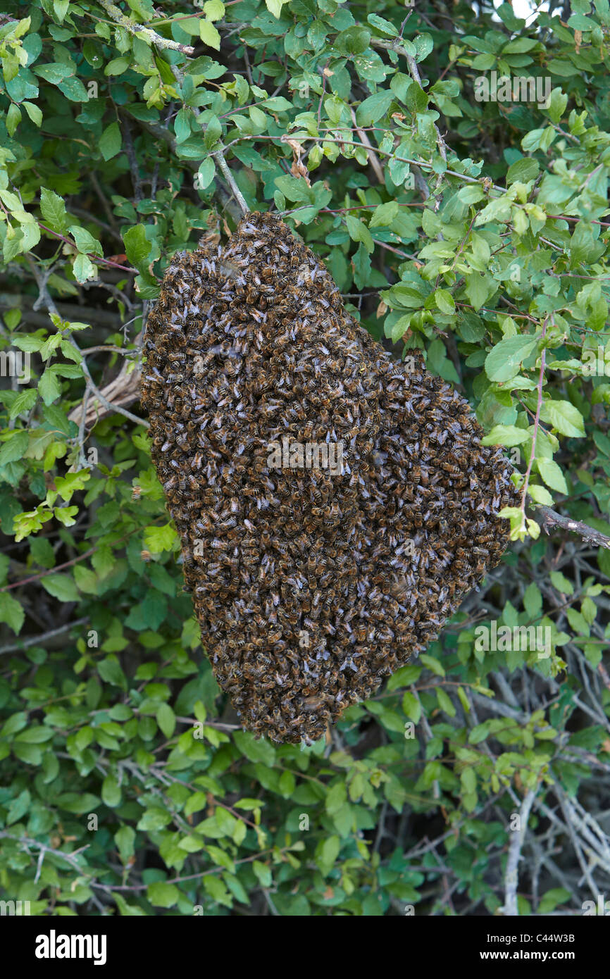 Honey bees swarming in a hedgerow, East Yorkshire, UK. Swarm of bees Stock Photo