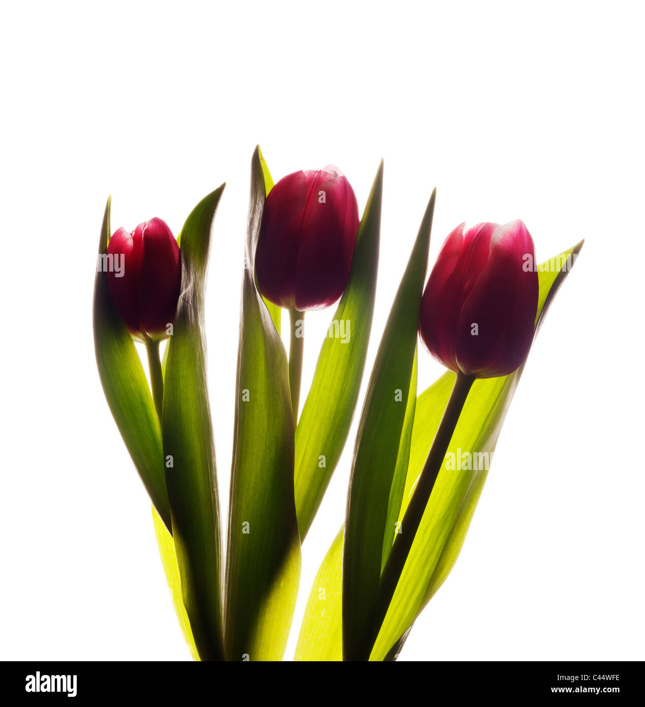 Three purple tulips on a white background Stock Photo Alamy
