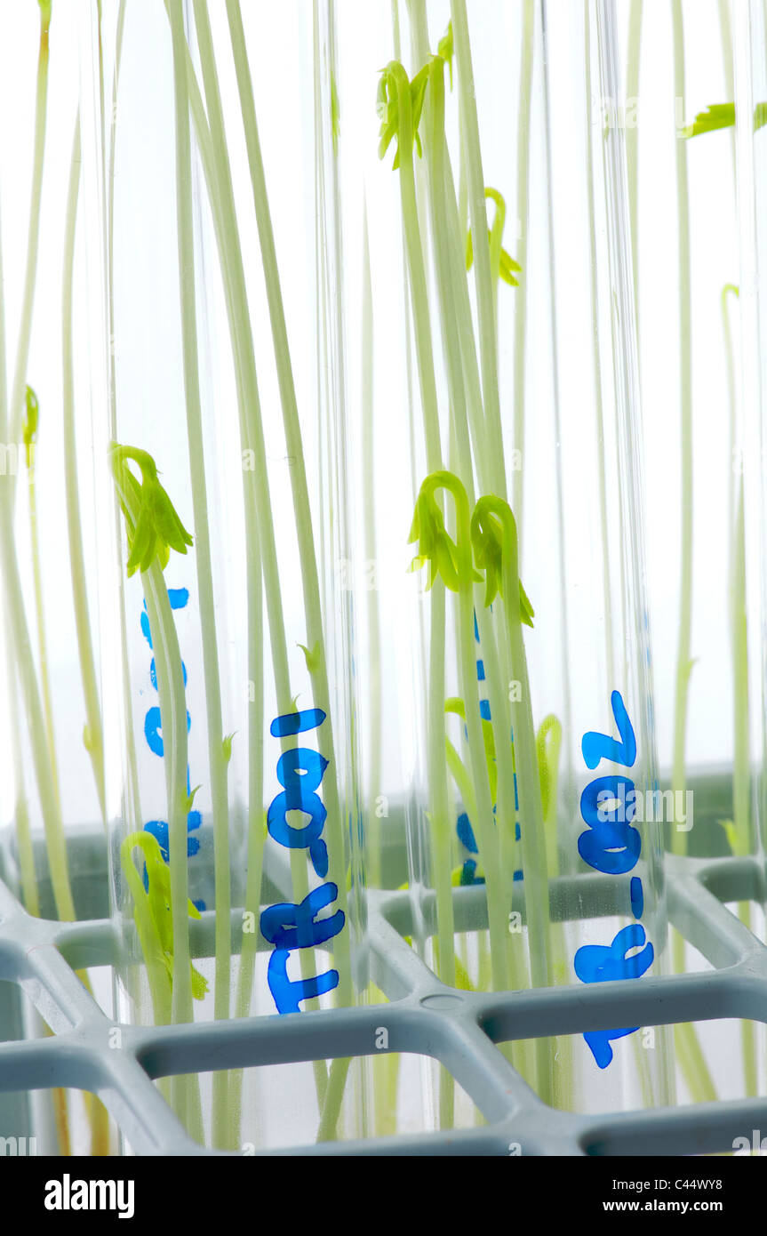 cultivation of GM food probe Stock Photo