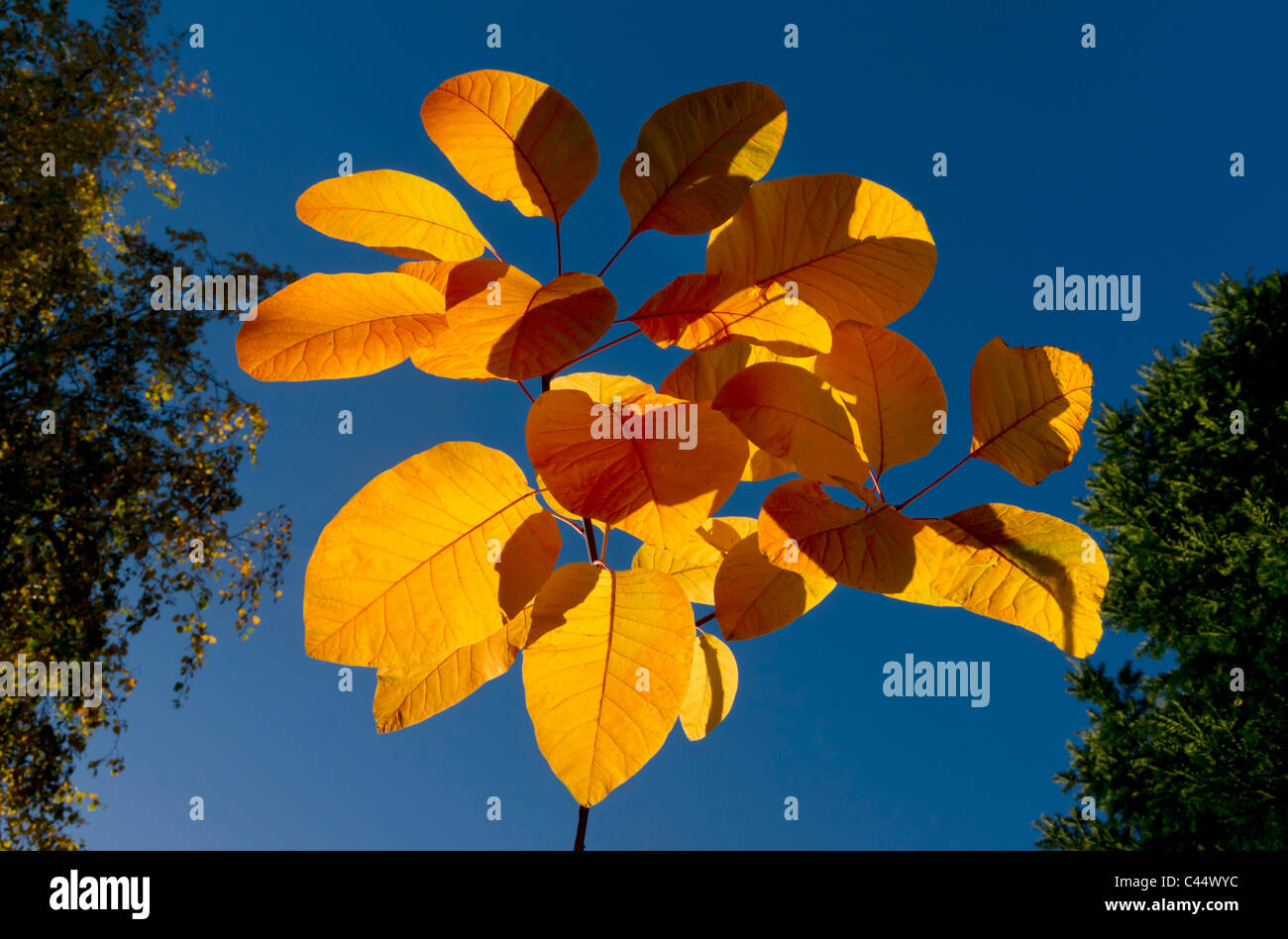Autumn, leaves, Cotinus, Grace, colour, smokebush, smoke bush, foliage, tints, flame, coggygria, UK, November Stock Photo
