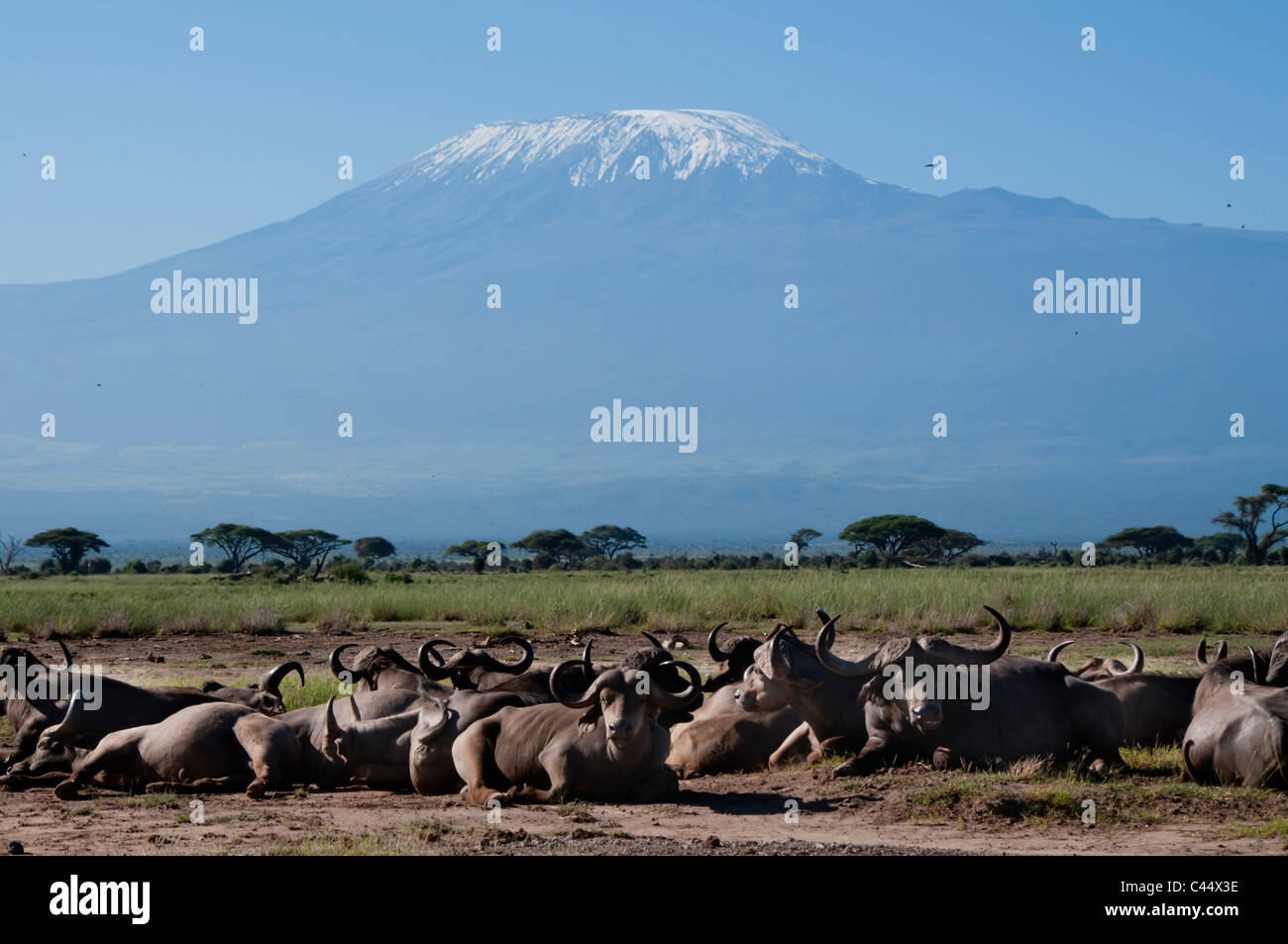 East Africa, Kenya, Tanzania, Kilimanjaro, Amboseli, volcano, mountain, symmetry, snow, Cape Buffalo, wildlife, game reserve, pa Stock Photo